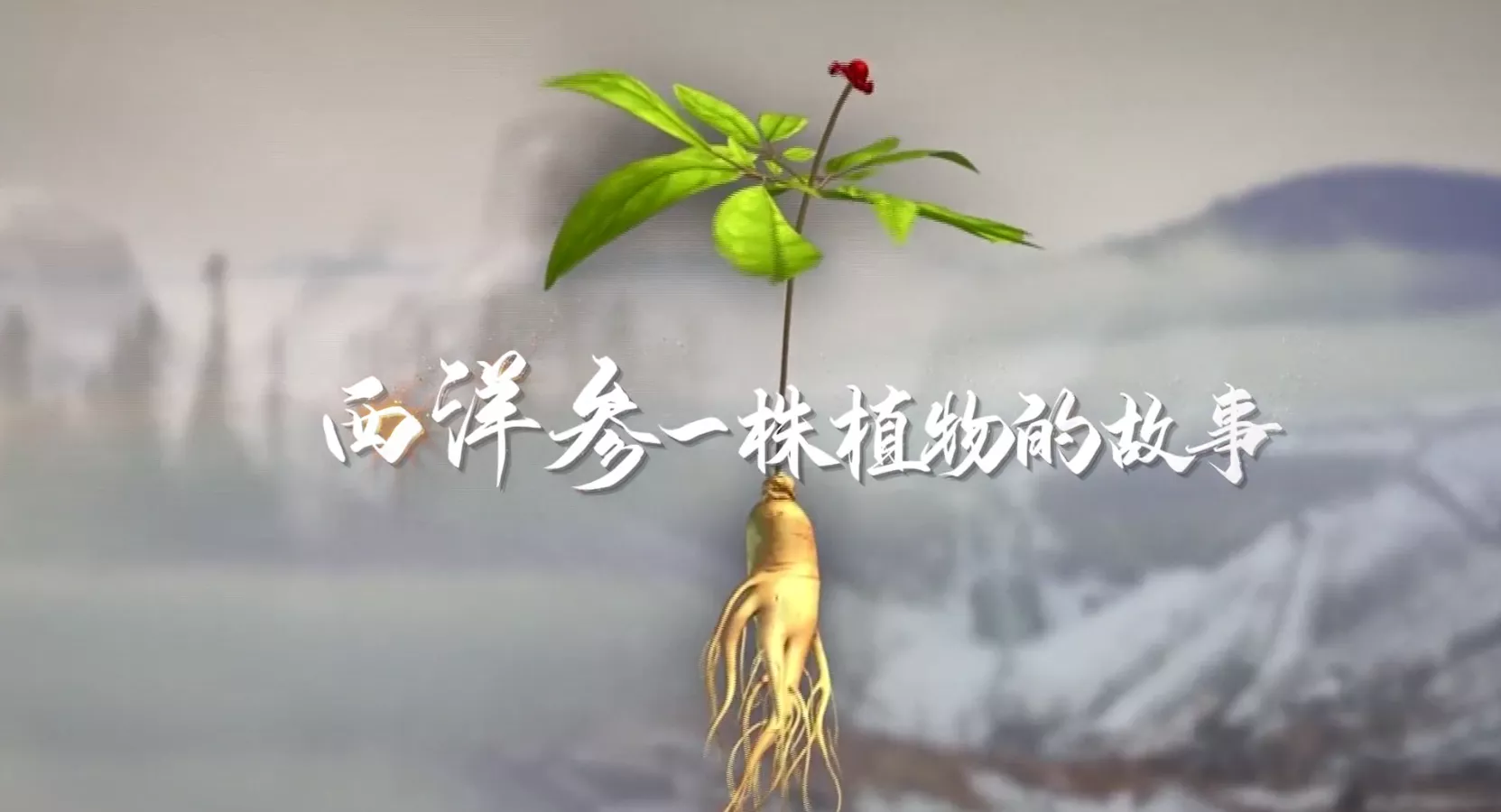 魅力中国之西洋参一株植物的故事