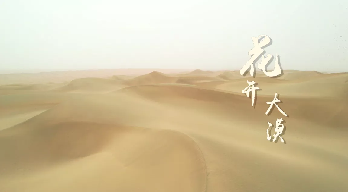 魅力中国之花开大漠